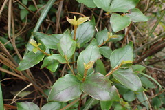 Rhododendron mariesii