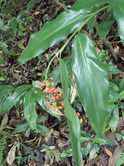 Alpinia formosana