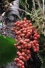 Areca catechu