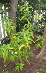 Justicia adhatodoides