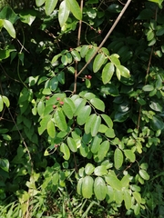 Phyllanthus reticulatus