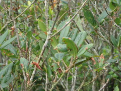 Quercus sessilifolia