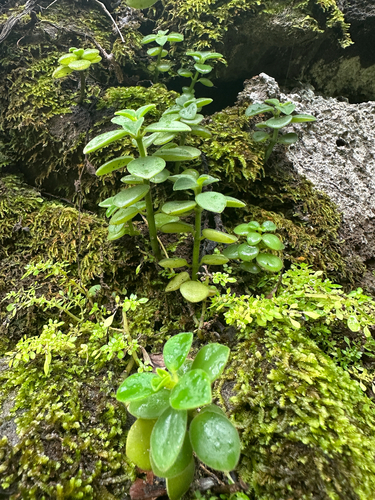 Peperomia leptostachya observed 2026-07-10