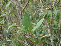 Quercus sessilifolia