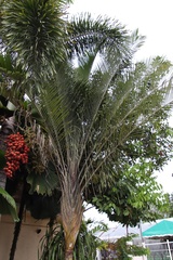 Dypsis decaryi