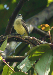 Phyllomyias griseiceps