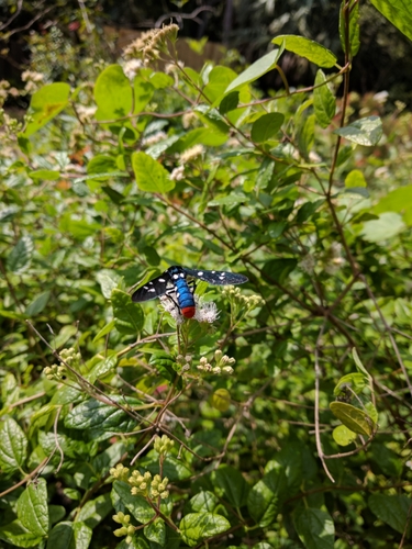 Polka-Dot Wasp Moth photo 5