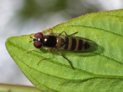 Meligramma cincta