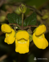 Calceolaria perfoliata