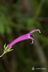 Siphocampylus cordatus