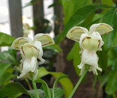 Justicia adhatodoides