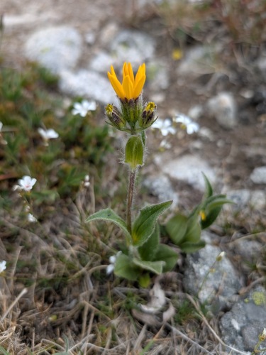Arnica fulgens observed 2026-07-10
