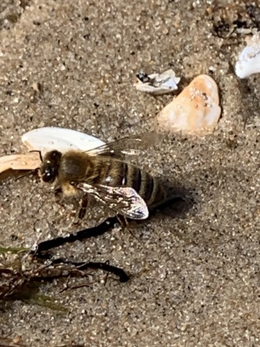 Image of Apis mellifera by no rights reserved