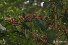 Coffea