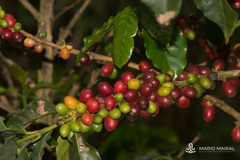 Coffea