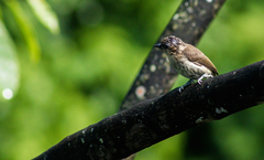 Picumnus granadensis