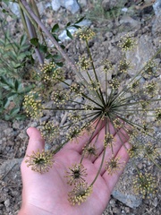 Golden garlic (Xanthogalum)
