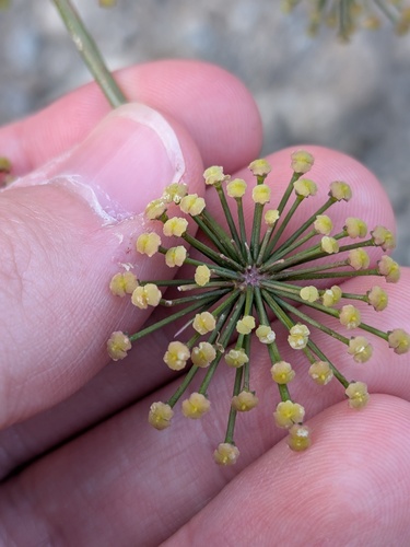 Xanthogalum purpurascens, photograph 2