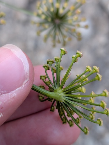 Xanthogalum purpurascens, photograph 3