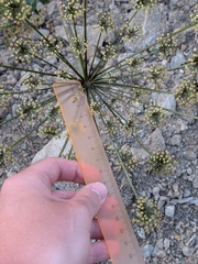 Xanthogalum purpurascens, photograph (c) Michael, Antoni and Nihat Hinczewski, some rights reserved (CC BY)
