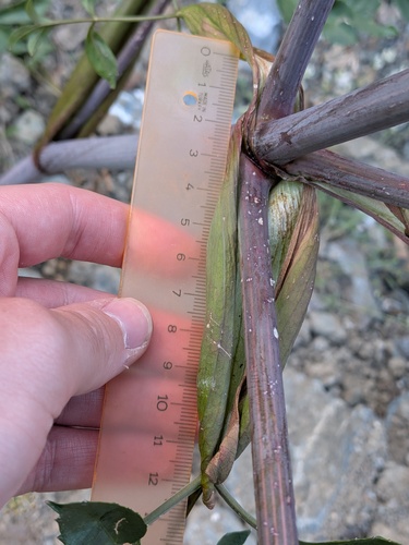Xanthogalum purpurascens, photograph 5
