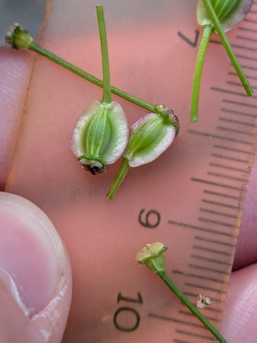 Xanthogalum purpurascens, photograph 6