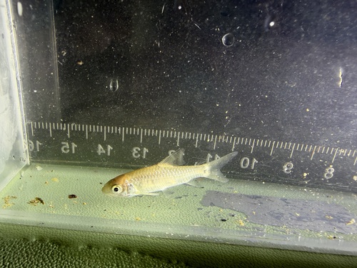 Denticulate barb (Spinibarbus denticulatus) — Cyprinidae — 3