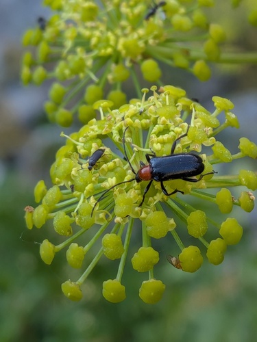 Xanthogalum purpurascens, photograph 1