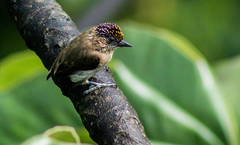 Picumnus granadensis