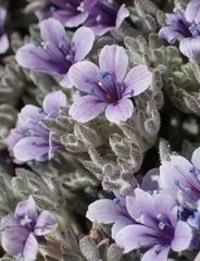 Collomia larsenii, photograph (c) Cricket Raspet, some rights reserved (CC BY)