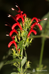 Angiospermae