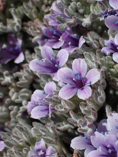 Collomia larsenii, photograph 4