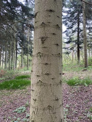 Abies sibirica