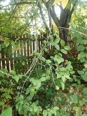 Combretum