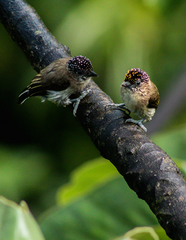 Picumnus granadensis