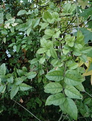 Combretum