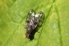 Otitini