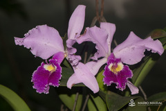 Cattleya