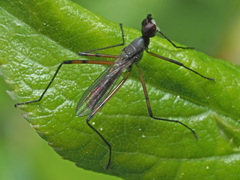 Micropeza corrigiolata