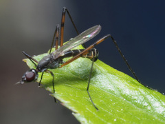Micropeza corrigiolata