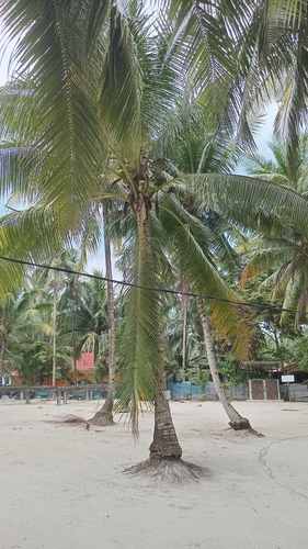 Cocos nucifera