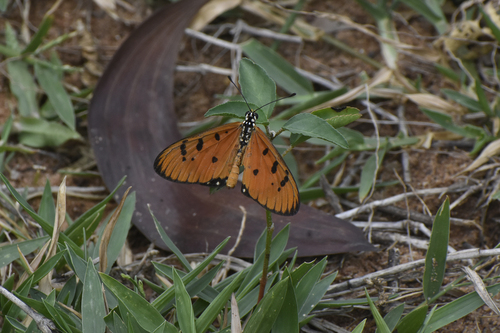 Tawny Coster