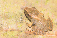 Pristimantis achatinus