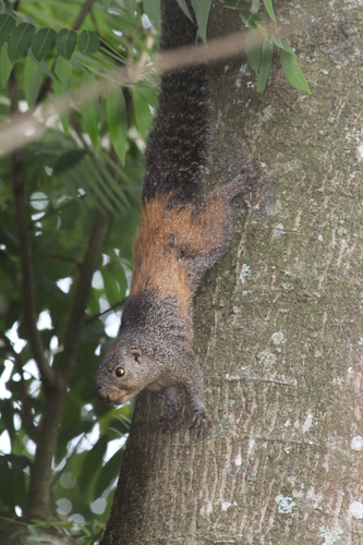 Mutable Sun Squirrel