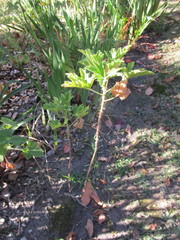 Pelargonium citronellum