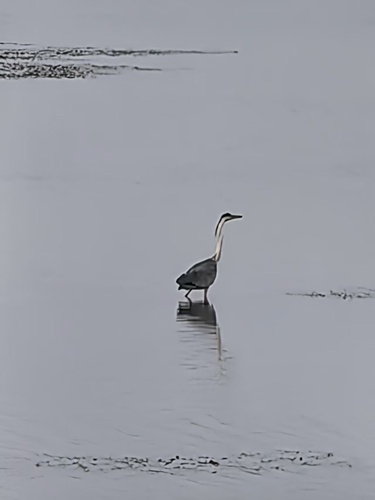 Grey Heron
