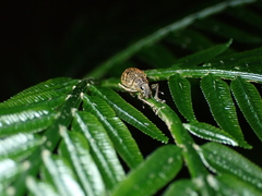 Eugnathus distinctus