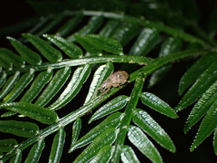 Eugnathus distinctus
