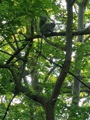 Sciurus carolinensis