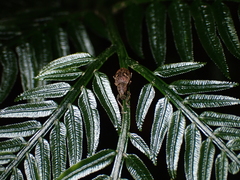 Eugnathus distinctus